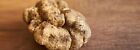 White Truffle Extra Virgin Olive Oil 5 Gallon   640oz Bulk Food Service