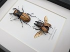 Framed Lacordaire s Stag Beetle Pair  Indonesian Entomology Display  8x10 