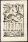 Rare Antique Anatomical Print-hand-arm-hip-tail Bone-spigelius-casserius-1645