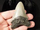 Larger  100  Natural Megalodon Shark Tooth Fossil 48 7gr