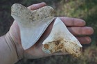 Associated Pair Of White West Java Megalodon Shark Teeth     Natural Fossils 