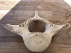 Fossilized Whale Vertebrae