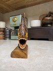 Vintage Piranha Taxidermy