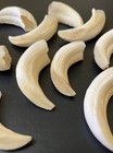 20 Wild Boar Teeth Tusks Tooth Talisman Amulet Shamanic Jewellery Healing Arts
