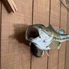 21 1 2    Largemouth Bass Freshwater Taxidermy Fish Mount For Sale