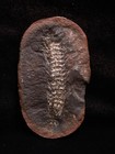 Mazon Creek Fossil Calamostachys Germanic  Shelburn Formation Terre Haute  In