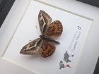 Framed Athis Miastagma Moth  Rare Taxidermy Insect  Entomology Wall Art  6x6 