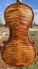 Beautiful Old Violin 2-pc Back Lob 354mm