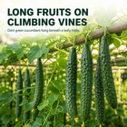 60 Asian Suyo Long Cucumber Seeds - Vegetable Garden For Home Planting Outdoor