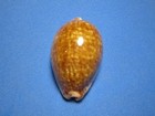Cypraea Annettae Aequinoctialis Schilder  1933  exceptional    46 6mm 