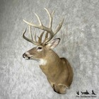  31770 El   Whitetail Deer Taxidermy Shoulder Head Mount For Sale