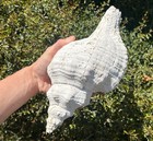Huge Florida Fossil Gastropod Conch Triplofusus Giganteus 12    Pleistocene Shell