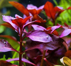 Ludwigia Palustris    super Red        5 Stems   Red Aquarium Plant