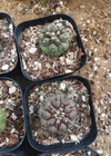 Raresucculent Plant Cactus Copiapoa Cinerea Ownroot Boutique Decor Random