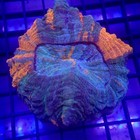 Green   Orange Acanthophyllia Meat Coral 3  Wysiwyg - Indigo Corals - Ic 3322