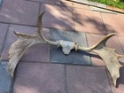 Moose Paddles Antler With Skull Plate - Single Bone Antler