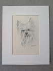 Yorkie Pencil Drawing Art  Original By Barbara Hayes Of Lousiana  Free Shipping 