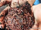   1 2 Lb  Red Wigglers     compost Worms Nwot Great Composters     manure Free 500 