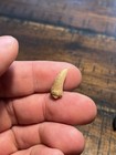 Beautiful Tyrannosaurus Tooth Dinosaur Fossil Hell Creek Formation Sd T Rex Nano