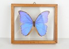 Vintage Blue Morpho Butterfly Framed Double Glass Insect Bug Wings Irridescent