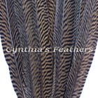 Pheasant Feathers Natural Golden Pheasant Tail Feathers 10 Pieces 14-16  Long