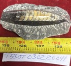 Orthoceras Fossil Specimen In Matrix