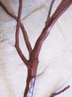Manzanita Bird Perch Cage Top Inside Medium Branched  Set Of 2 Sm  To Med Bird S