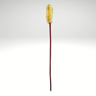Zulu Ceremonial Staff South Africa