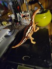 Safari Ltd Plateosaurus Dinosaur  Figure 1994 Carnegie Prehistoric Dino Toy