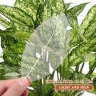  100 Pcs Leaf Vein Specimens Dried Flower Bookmarks Tree Leave Craft