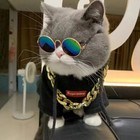 Small Dog Eye-wear Puppy Photos Props Sunglasses Dogs Cats Pets Glasses For Pet