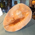 Beautiful Xxl Giant Cassis Cornuta Horned Helmet Seashell 12 5 