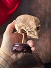 Cyclops Fetal Skeleton   Gothic Curiosity Specimen   Dark Oddities Decor