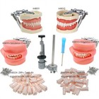 Kilgore Nissin 200 500 Dental Typodont Model With Removable Teeth Mounting Pole