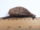 Hyalophora C  cropia Cocoons From Breeding