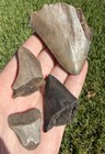 Lot Of Megalodon   Mako Real Shark Tooth Fossils Shark Teeth