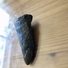 3 5    Megalodon Shark Tooth Fossil Teeth Kids Gift Prehistoric Present  nc Sharks