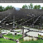 Netting Heavy Knitted Nets - Poultry Anti Bird Plant Garden - Lasts 8-10 Years