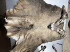  124 Xl Tanned Whitetail Deer Cape  Elk Moose Antelope