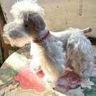 Steiff Snobby Poodle Dog Mohair 50s Jointed Legs Glass Eyes Red Collar