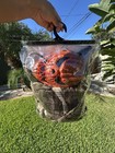 Spirit Light-up Jack-o -lantern Full Face Mask Set W  Gloves  One Size