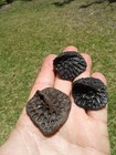 3 Museum Quality Brackish Water Alligator Scutes Florida Ice Age Fossil 
