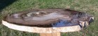Sis  Incredible 13  Winged Elm Double Heart Petrified Wood Round - Mcdermitt Or 