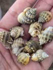 Nassarious Snails-xl Saltwater Aquarium Cleaning Crew-live Inverts- 15 Pack