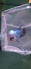 A    Live Flowerhorn Mai Thai Fish Male Super  Big Kok Head Red Eyessize 4  C7