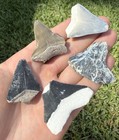 Fossil Bone Valley Megalodon Shark Tooth Lot Group Of Real Shark Teeth Fossils