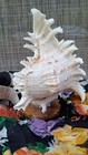 New Old Stock Vtg Seashell Table Lamp Nightlight Tv Light Seashell  7 5  Wbase