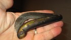 Antique Primitive Pocket Knife Unsigned 1800 s Or 1700 s Folding Jack Hook