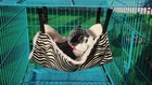 Pet Cage Hammock  Polyester Zebra-stripe Design Small Pet Animal Small Dog Pu   