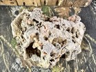 Missouri Fossilized Coral Druzy Quartz Fossils